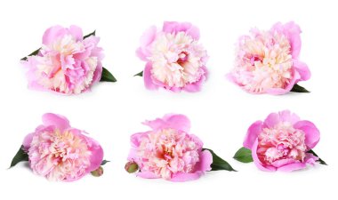 Aromatik pembe şakayık çiçekleri beyaz üzerine izole edilmiş, set