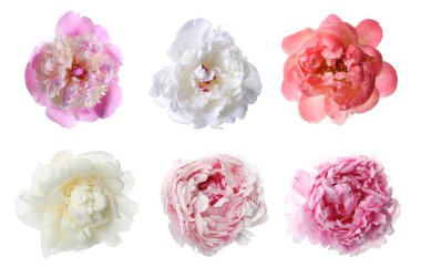 Aromatik şakayık çiçekleri beyaz üzerine izole edilmiş, set