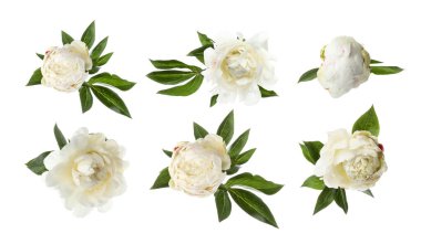 Aromatik şakayık çiçekleri beyaz üzerine izole edilmiş, set