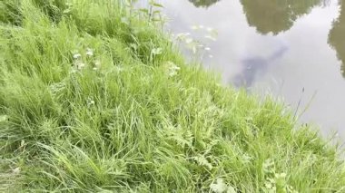 Kanal yakınında yeşil çimenler ve dışarıda sevimli ördek yetişiyor. Kamera sola hareket ediyor