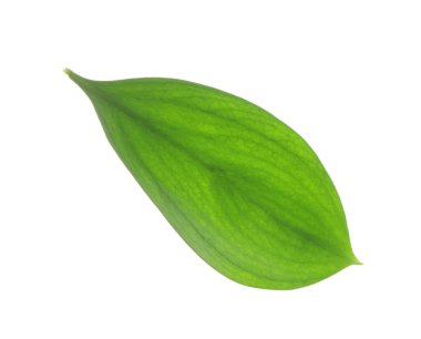 One fresh green Ruscus leaf isolated on white