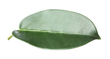 Bir yeşil yasemin yaprağı beyaza izole edilmiş.