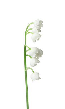 Vadinin güzel kokulu çiçekleri beyazlar üzerinde izole edilmiş.