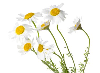 Bir sürü güzel papatya çiçeği beyaz üzerine izole edilmiş.