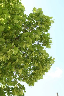 Yeşil yapraklı ağaç dalları açık havada, düşük açılı.