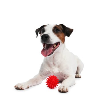 Beyaz arka planda oyuncakla oynayan sevimli bir köpek. Sevimli hayvan