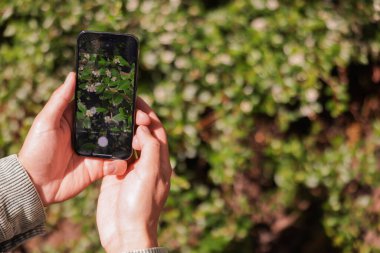 Açık havada akıllı telefonda bitki tanıma uygulaması kullanan bir adam, yakın plan. Metin için boşluk