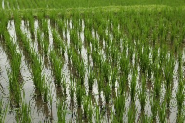 Çeltik tarlasında olgunlaşan pirinç bitkileri, yakın plan