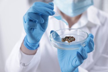 Petri kabında numuneyle çalışan bilim adamı, laboratuvarda, yakın plan.