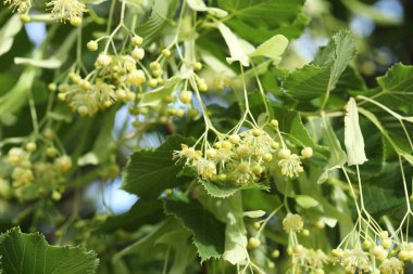 Yaprakları ve çiçekleri olan ıhlamur ağacı dalı, yakın plan.