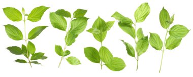 Beyaz arka planda yeşil yapraklı dallar, kolaj