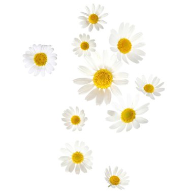 Beyaz arka planda düşen güzel papatya çiçekleri