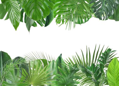 Beyaz arka planda taze yeşil tropikal yapraklardan yapılmış çerçeve