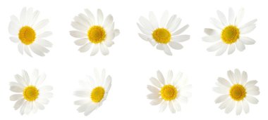 Beyaz arka planda güzel papatya çiçekleri, kolaj