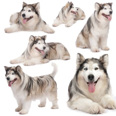 Beyaz arka planda sevimli Alaska Malamute köpeği, fotoğraf kolajı