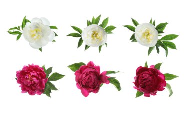 Aromatik şakayık çiçekleri beyaz üzerine izole edilmiş, set