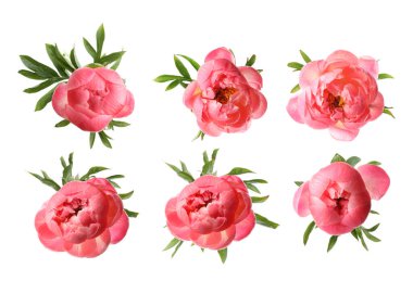 Aromatik mercan şakayık çiçekleri beyaz sette izole edilmiş.