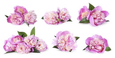 Aromatik pembe şakayık çiçekleri beyaz üzerine izole edilmiş, set