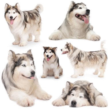Beyaz arka planda sevimli Alaska Malamute köpeği, fotoğraf kolajı