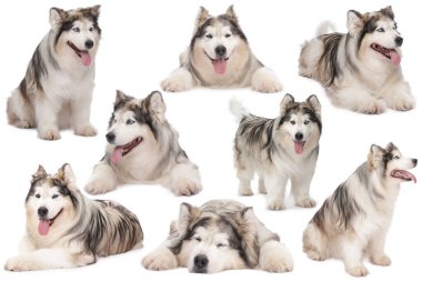 Beyaz arka planda sevimli Alaska Malamute köpeği, fotoğraf kolajı