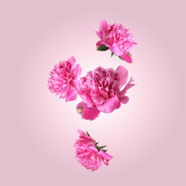 Güzel şakayık çiçekleri pembe gradyan arkaplana düşüyor