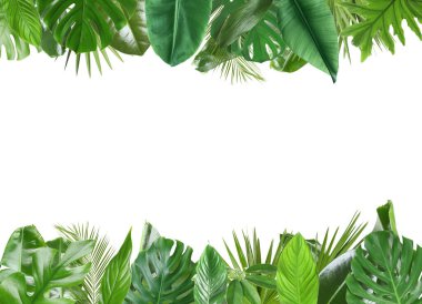Beyaz arka planda taze yeşil tropikal yapraklardan yapılmış çerçeve