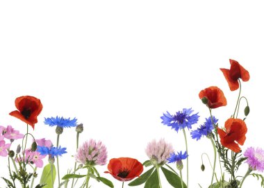 Beyaz arka planda farklı parlak çayır çiçekleri