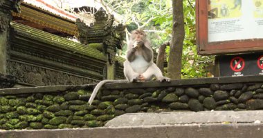 Bali, Endonezya - 2 Haziran 2025: Tatlı maymun açık havada meyve yiyor