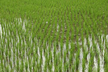 Çeltik tarlasında olgunlaşan pirinç bitkileri, yakın plan