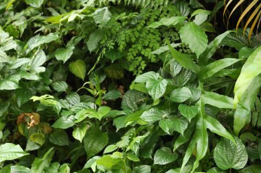 Çalılar yemyeşil. Dışarıda yetişen farklı yabani bitkiler.