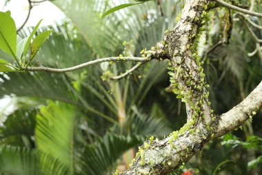 Dışarıda büyüyen vahşi ejderha pullu ağaç, yakın plan.