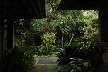 Otel parkında farklı egzotik bitkiler yetişiyor.