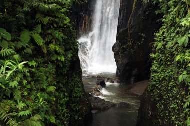 Tropikal ormanda güzel şelale ve yeşil bitkiler