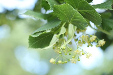 Yaprakları ve çiçekleri olan ıhlamur ağacı dalı, yakın plan.