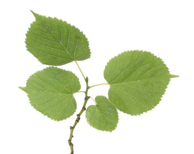 Yeşil ıhlamur yapraklı dal beyaz üzerine izole