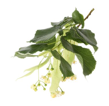 Linden branch with beautiful flowers and leaves isolated on white