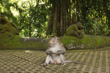 Parktaki çimenlikte yiyeceği olan şirin maymun.