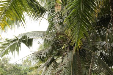Açık havada büyüyen yeşil yapraklı güzel palmiye ağaçları, yakın çekim.