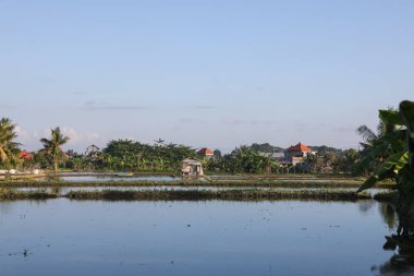 Güneşli bir günde çeltik tarlası manzarası