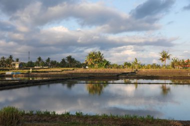 Güneşli bir günde çeltik tarlası manzarası