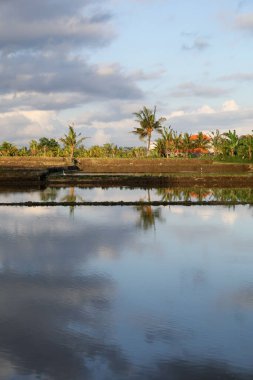 Güneşli bir günde çeltik tarlası manzarası