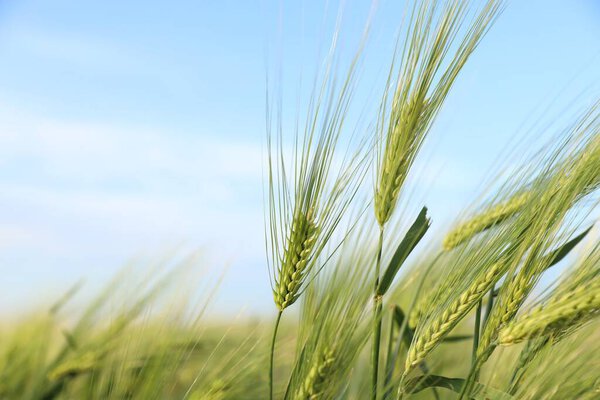 Пшеничные шипы растут под светло-голубым небом, крупным планом. Пространство для текста