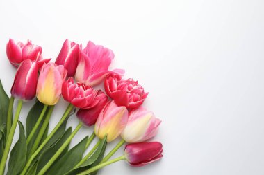 Beyaz arka planda güzel laleler, düz bir zemin. Metin için boşluk