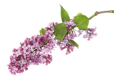 Güzel leylak çiçekleri ve beyaz yapraklı dallar.