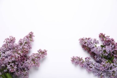 Beyaz arka planda güzel leylak çiçekleri, düz uzanmış. Metin için boşluk