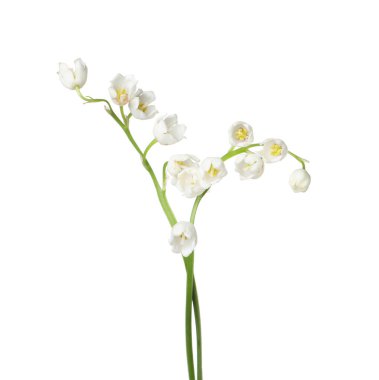 Vadinin güzel kokulu çiçekleri beyazlar üzerinde izole edilmiş.