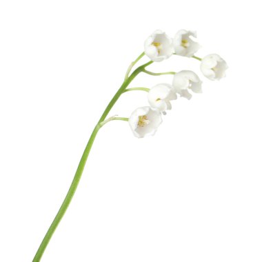 Vadinin güzel kokulu çiçekleri beyazlar üzerinde izole edilmiş.