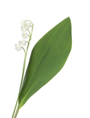 Vadinin güzel kokulu çiçekleri beyazlar üzerinde izole edilmiş.