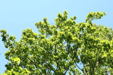 Mavi gökyüzünün altında yeşil yapraklı ağaç dalları, alçak açı manzaralı