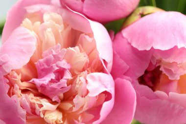 Arka plan olarak güzel şakayık çiçekleri, makro görünüm